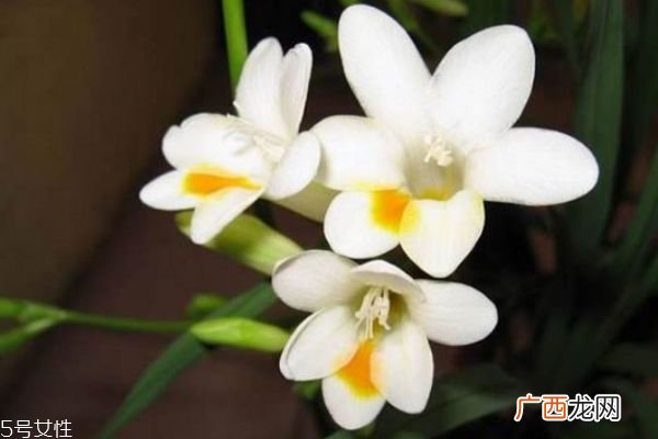 什么是星辰花呢 星辰花的生长环境是怎么样的呢