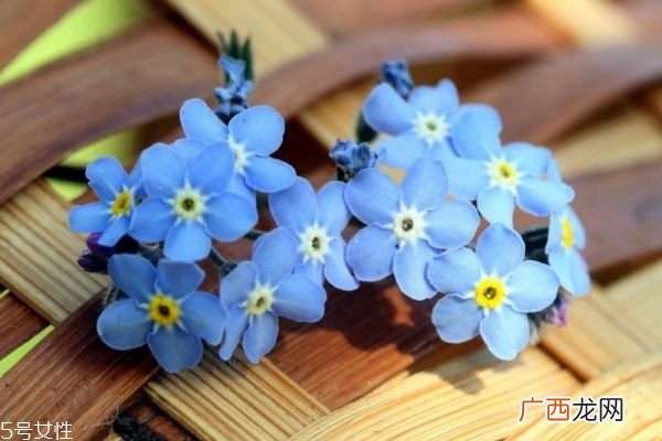 什么是星辰花呢 星辰花的生长环境是怎么样的呢