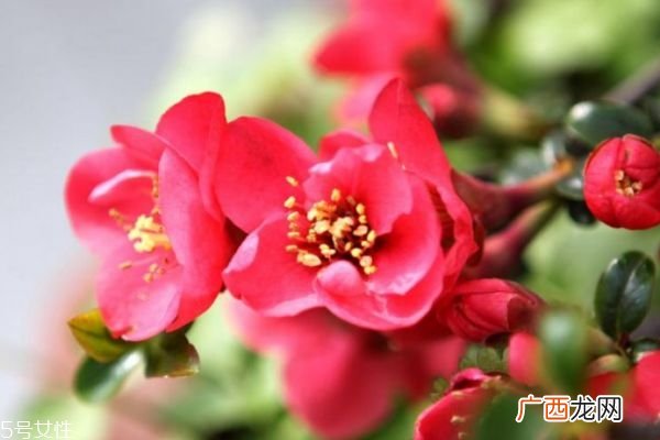 海棠花生长在什么环境里呢 海棠花主要分布在哪里呢