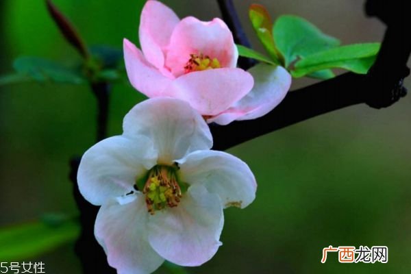 海棠花生长在什么环境里呢 海棠花主要分布在哪里呢