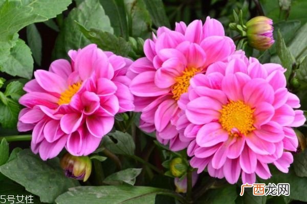 什么是小丽花呢 小丽花有什么作用呢