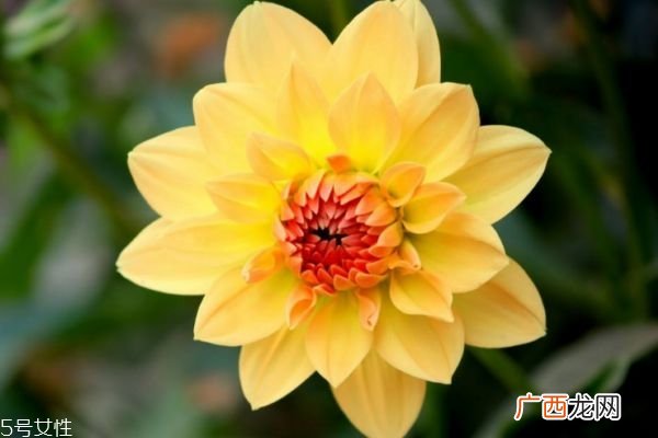 什么是小丽花呢 小丽花有什么作用呢