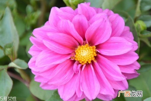 什么是小丽花呢 小丽花有什么作用呢
