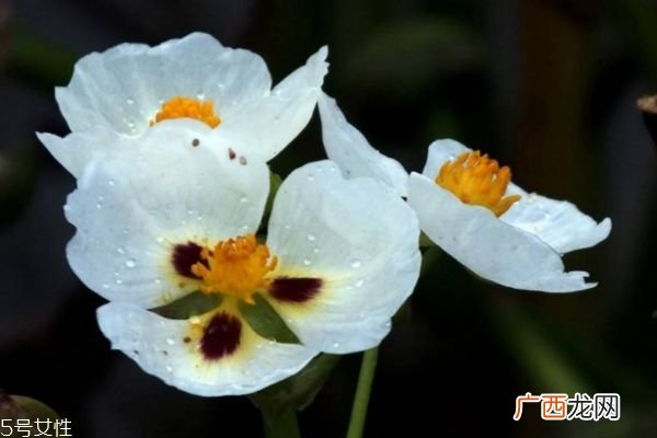 什么是慈菇花呢 慈菇花有什么作用呢