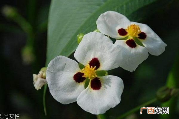 什么是慈菇花呢 慈菇花有什么作用呢