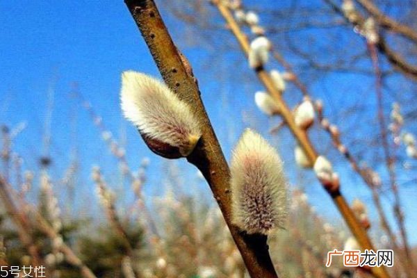 什么是银芽柳呢 银芽柳有什么作用呢