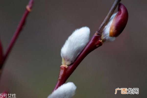 什么是银芽柳呢 银芽柳有什么作用呢
