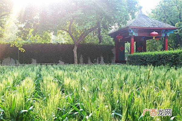 小满有什么民俗活动 小满节气的民俗