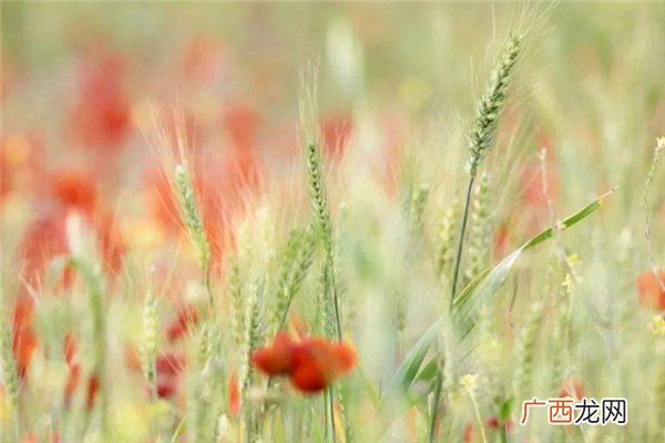 小满节气吃什么食物好 小满吃什么养生
