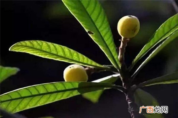 小满节气吃什么食物好 小满吃什么养生