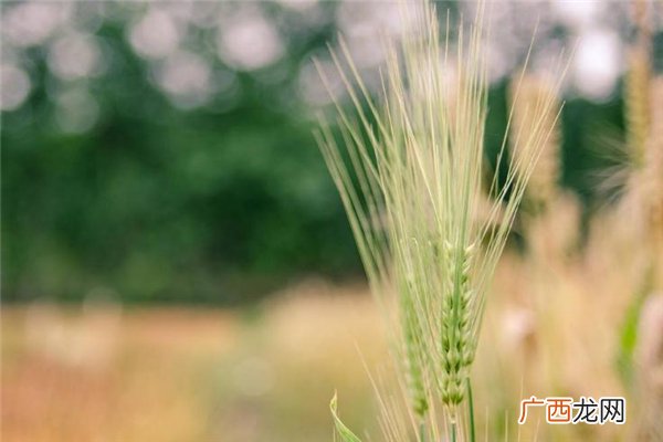 小满是什么季节 小满节气习俗
