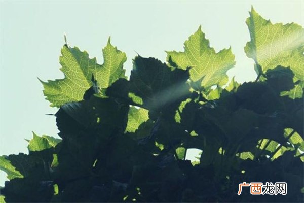 小满是什么季节 小满节气习俗