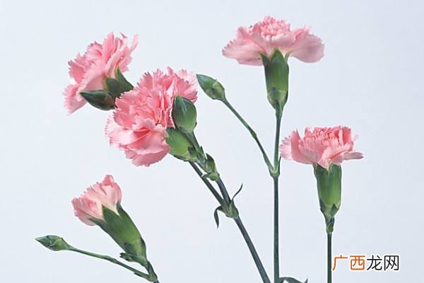 母亲节花束康乃馨花语是什么 母亲节礼物