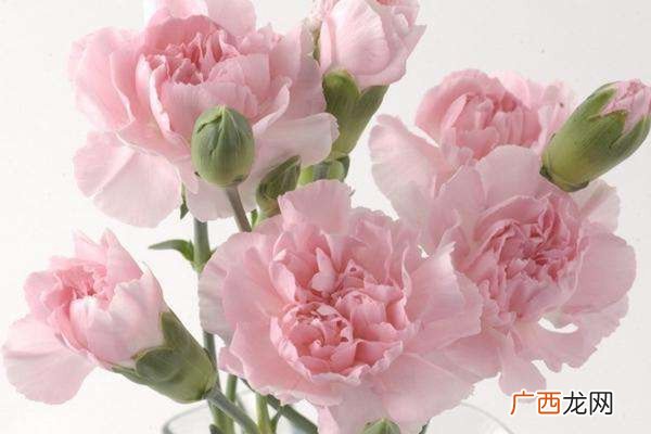 母亲节花束康乃馨花语是什么 母亲节礼物