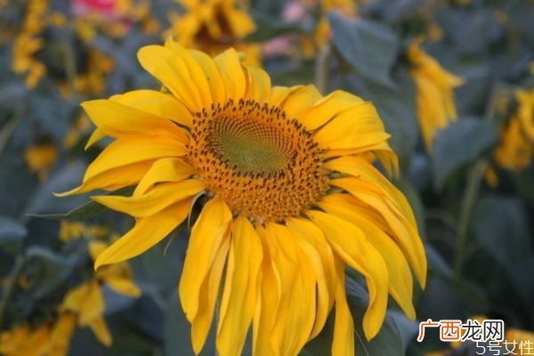 向阳花的花语是什么呢 向阳花的种植需要注意什么呢