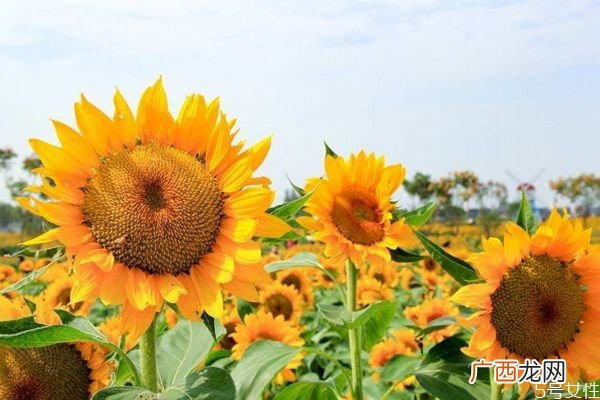 什么是向阳花呢 向阳花有什么作用呢