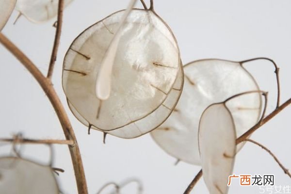 什么是银扇草呢 银扇草有什么作用呢