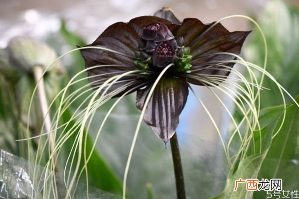 蝙蝠花是一种什么植物呢 蝙蝠花有什么作用呢