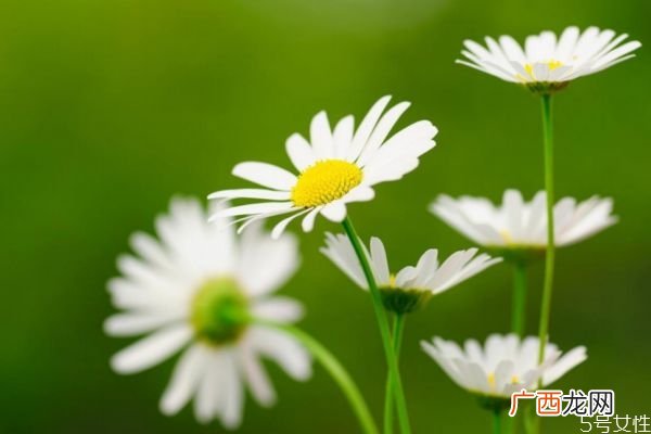 雏菊的花语是什么呢 雏菊的生长环境是怎么样的呢