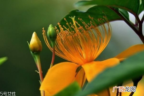 什么是金丝桃呢 金丝桃和金丝梅有什么关系吗