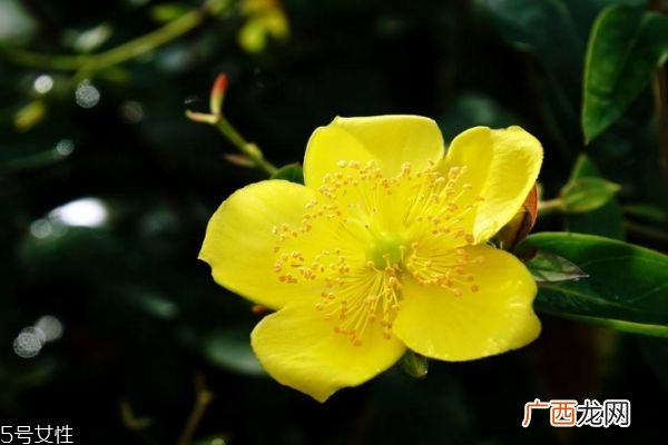 金丝梅的花语是什么呢 金丝梅有香味吗