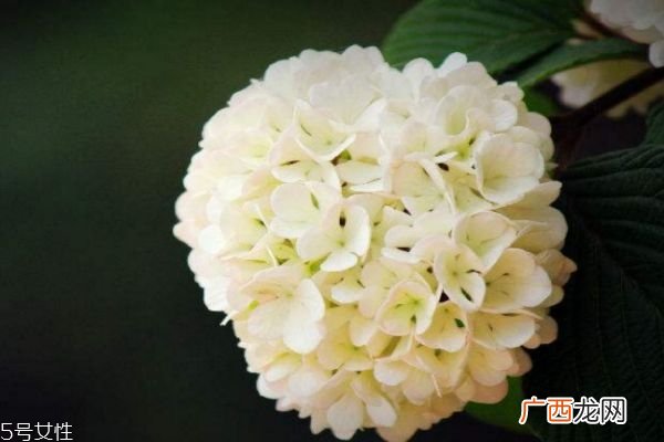 绣球花的花语是什么呢 绣球花一共有几种颜色呢