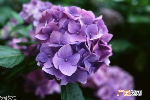 绣球花的花语是什么呢 绣球花一共有几种颜色呢