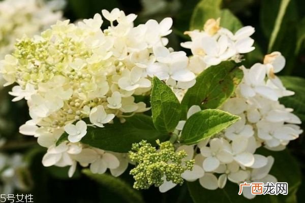 绣球花的花语是什么呢 绣球花一共有几种颜色呢