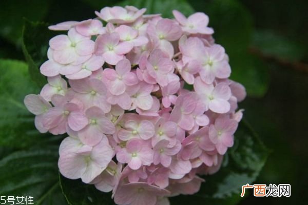 什么是绣球花呢 绣球花有什么作用呢