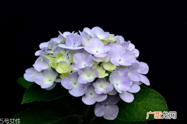 什么是绣球花呢 绣球花有什么作用呢