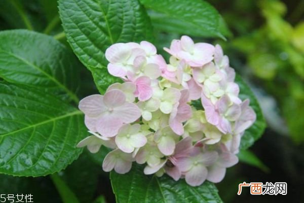 什么是绣球花呢 绣球花有什么作用呢