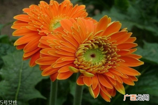 什么是扶郎花呢 扶郎花有什么作用呢