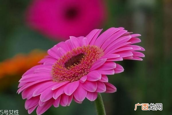 什么是扶郎花呢 扶郎花有什么作用呢