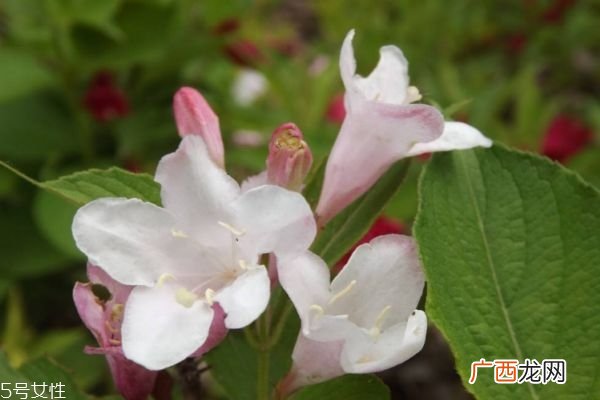 锦带花的花语是什么呢 锦带花种植有什么注意的呢