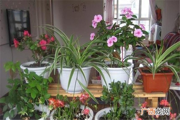 浇花可以用自来水吗 浇花用什么水浇