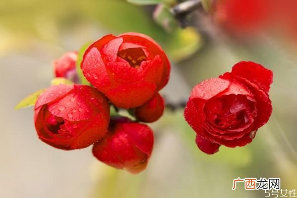 贴根海棠的主要作用是什么呢 贴根海棠的花语是什么呢