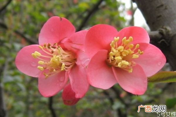 什么是贴根海棠呢 贴根海棠有什么种类呢