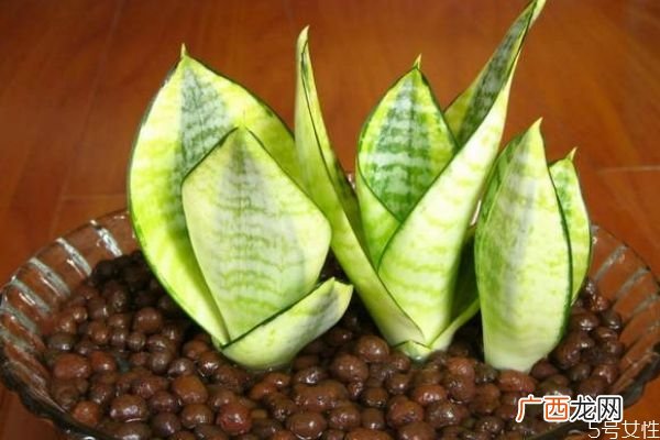 虎尾兰的花语是什么呢 虎尾兰的种植有什么注意的呢