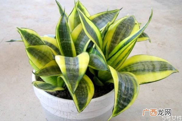 虎尾兰的花语是什么呢 虎尾兰的种植有什么注意的呢