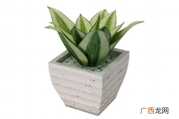 什么是虎尾兰呢 虎尾兰有什么作用呢