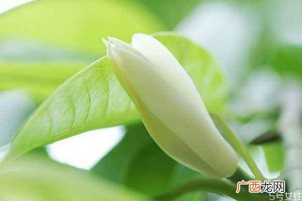 白兰花的花语是什么呢 白兰花有香味吗