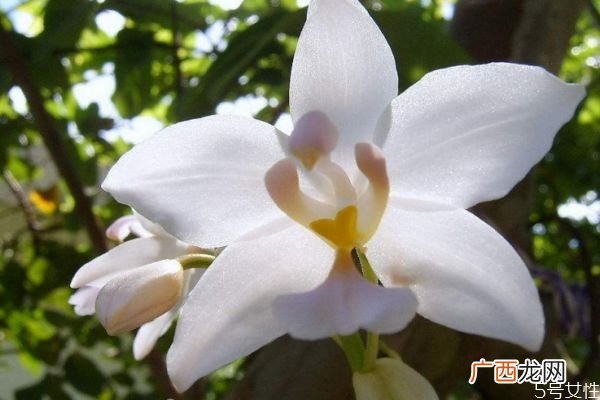 白兰花的花语是什么呢 白兰花有香味吗