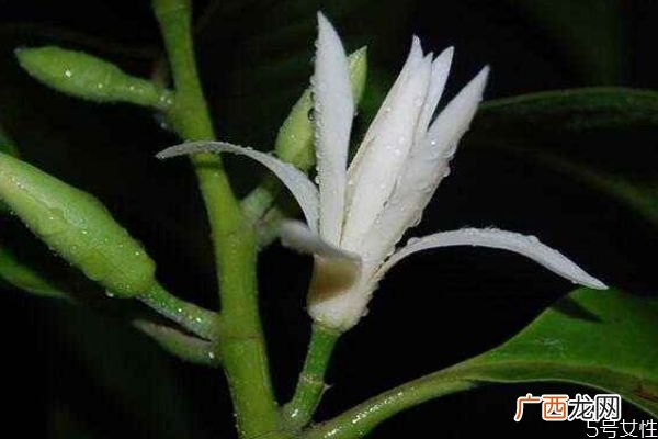 白兰花的花语是什么呢 白兰花有香味吗