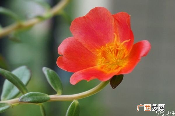 什么是午时花呢 午时花有什么作用呢