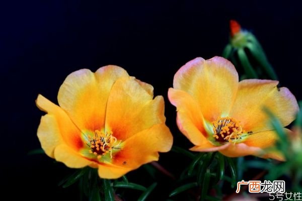 什么是午时花呢 午时花有什么作用呢