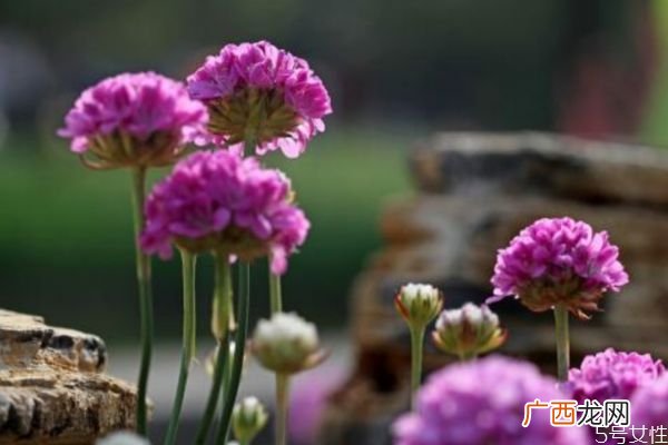 海石竹是一种什么植物呢 海石竹的作用有什么呢