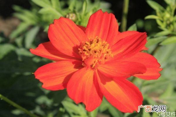 什么是硫华菊呢 硫华菊有什么作用呢
