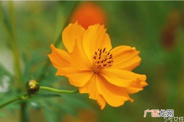 什么是硫华菊呢 硫华菊有什么作用呢
