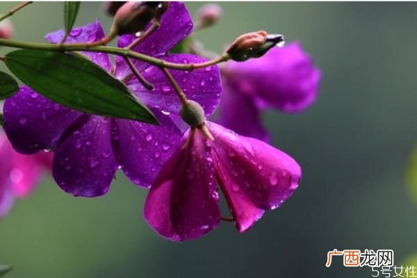 野牡丹的花语是什么呢 野牡丹的种植有什么注意的呢