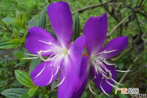 野牡丹的花语是什么呢 野牡丹的种植有什么注意的呢
